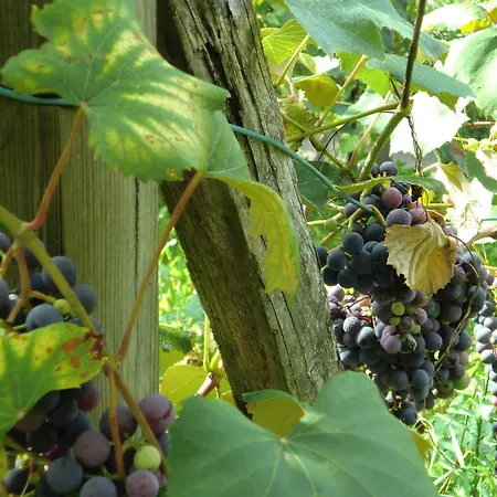 Gasthof Siegfried Gruber Guest house Hartmannsdorf