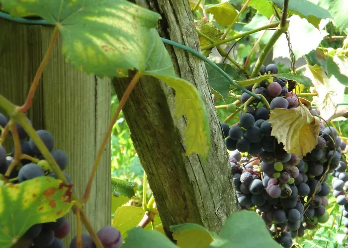 齐格弗里德格鲁伯酒店 招待所 Hartmannsdorf